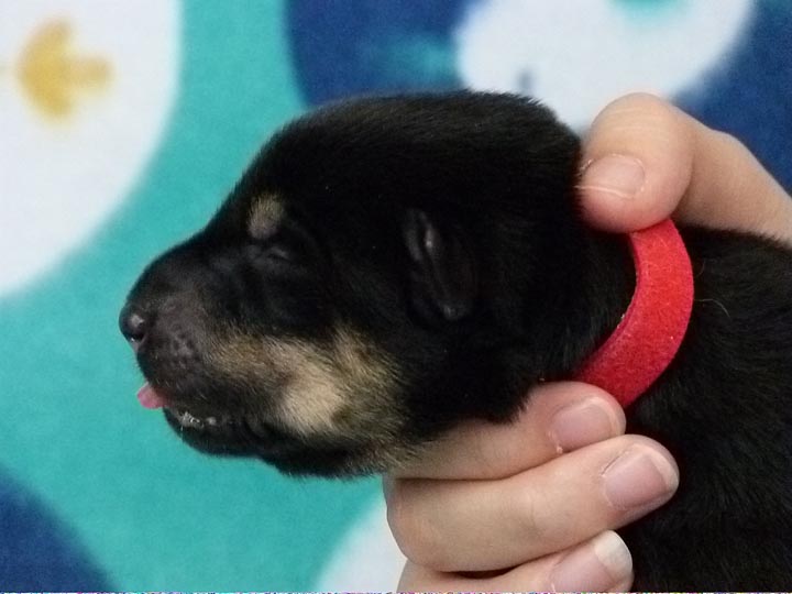 chinook puppy